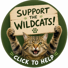 Click to help save the Scottish Wildcat Click to help save the Scottish Wildcat
